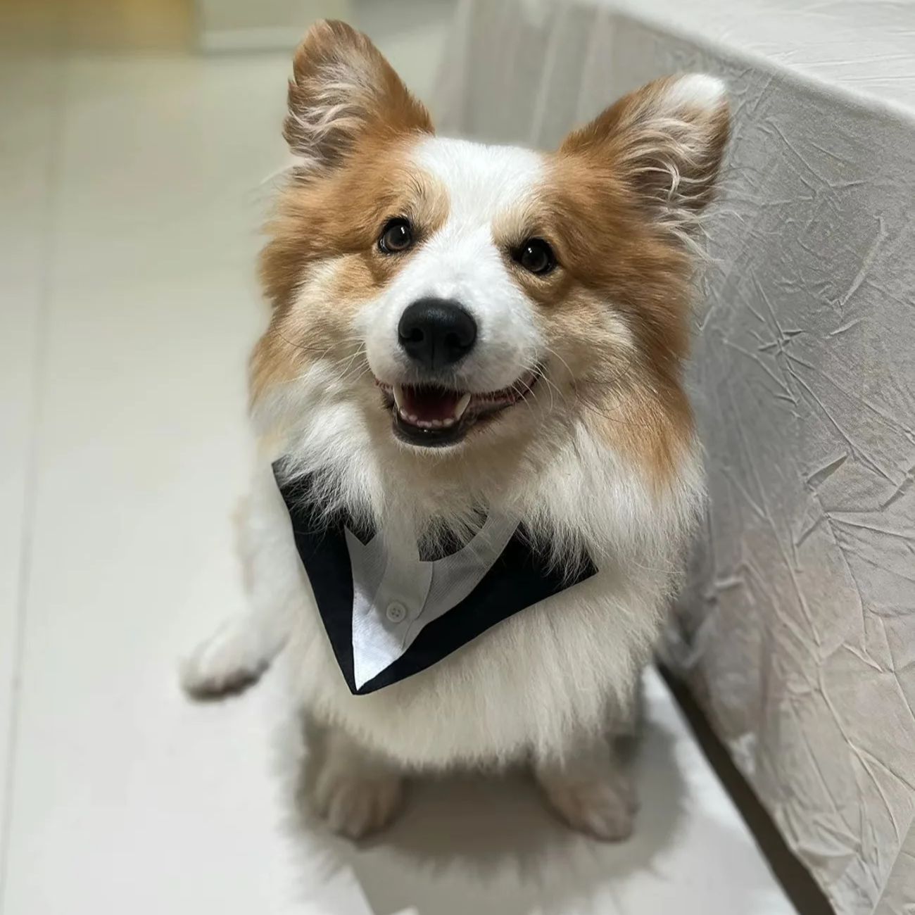 반려견 의류 패션 파티 쇼 정장 넥타이 셔츠 웨딩 턱시 - Suitsupply Wedding Tuxedo 리뷰 및 가격